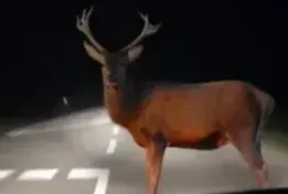 Like a Deer in the Headlights